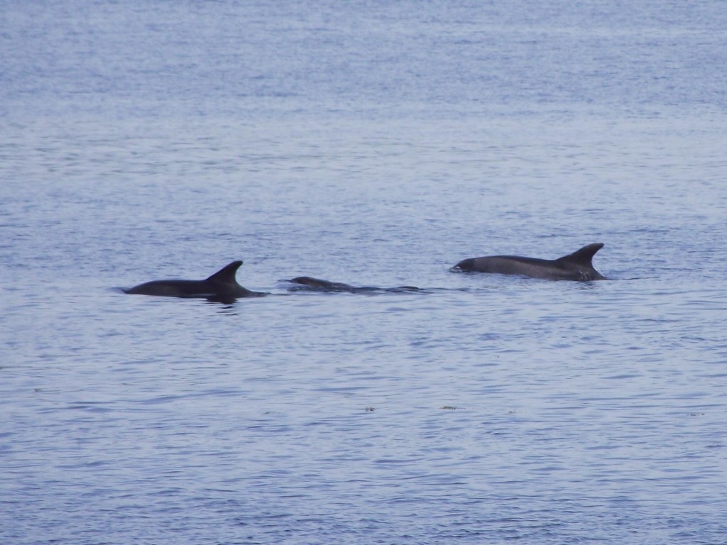 Bottle-nosed Dolphins, Rothesay Bay 3.6.10 © Ron Forrester