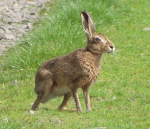 Brown Hare, near Kingarth 7.5.11 © Ron Forrester