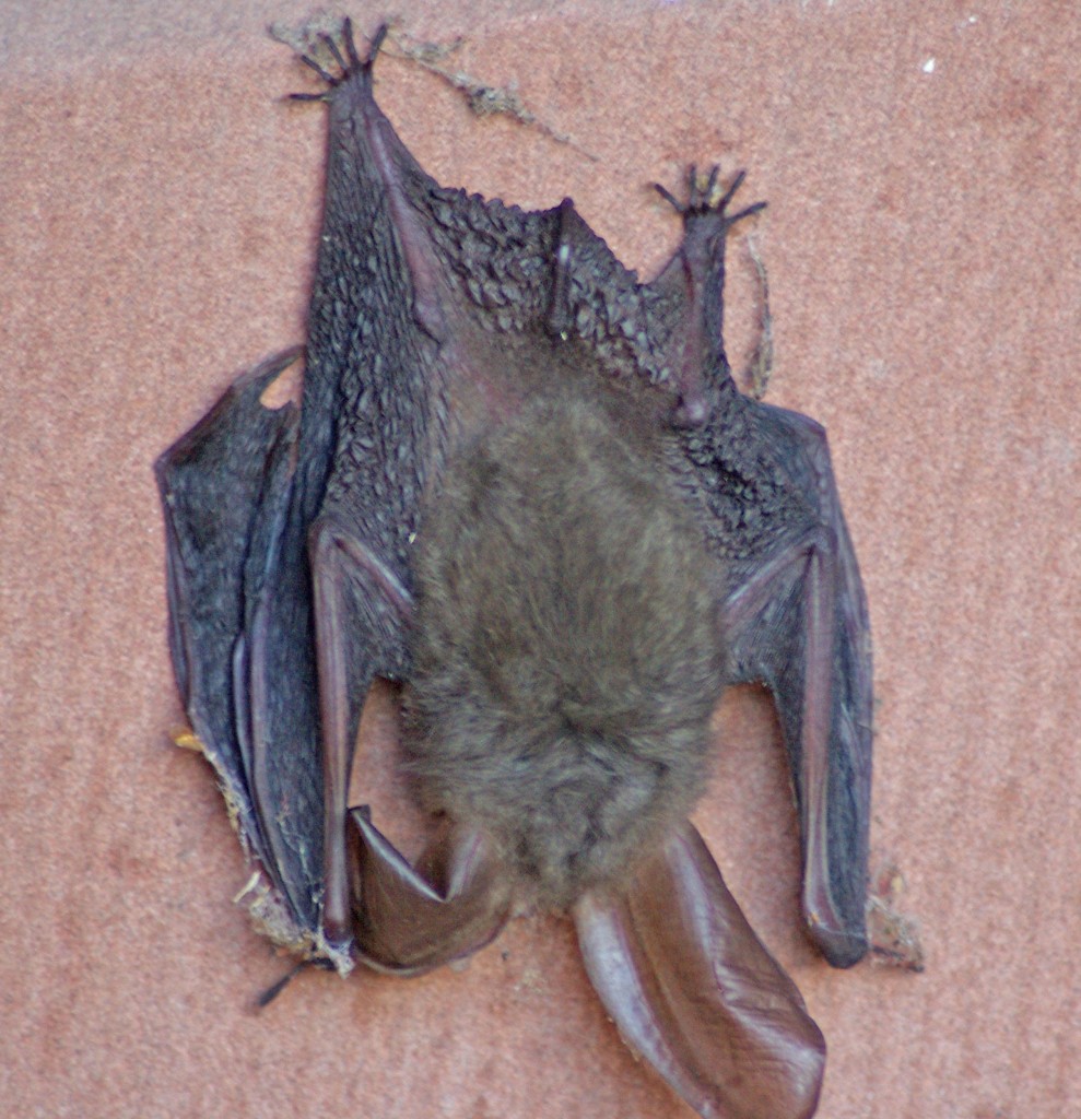 Brown Long-eared Bat, Mount Stuart 28.8.09 © Billy Shields