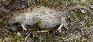 Common Rat, dead, Tramway Walk, Cnoc an Rath, Bute 3rd August 2013 © Norrie Mulholland