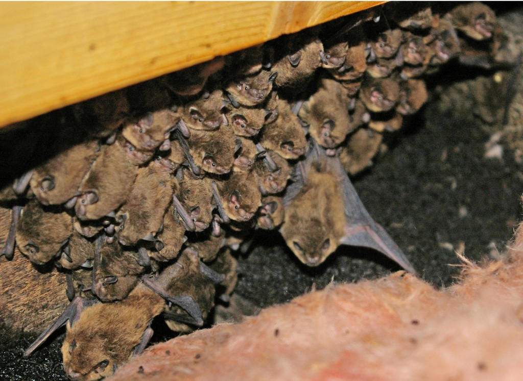 Common Pipistrelles, in the losft at Woodend House 21.7.10 © Billy Shields