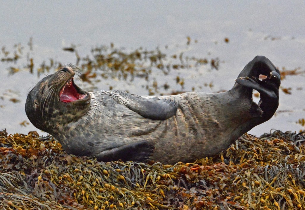 Common Seal, pup, Port Bannatyne 29.8.16 © John Williams
