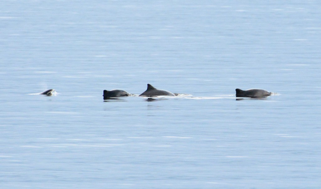 Harbour Porpoises, Rothesay Bay 30.8.16 © John Williams