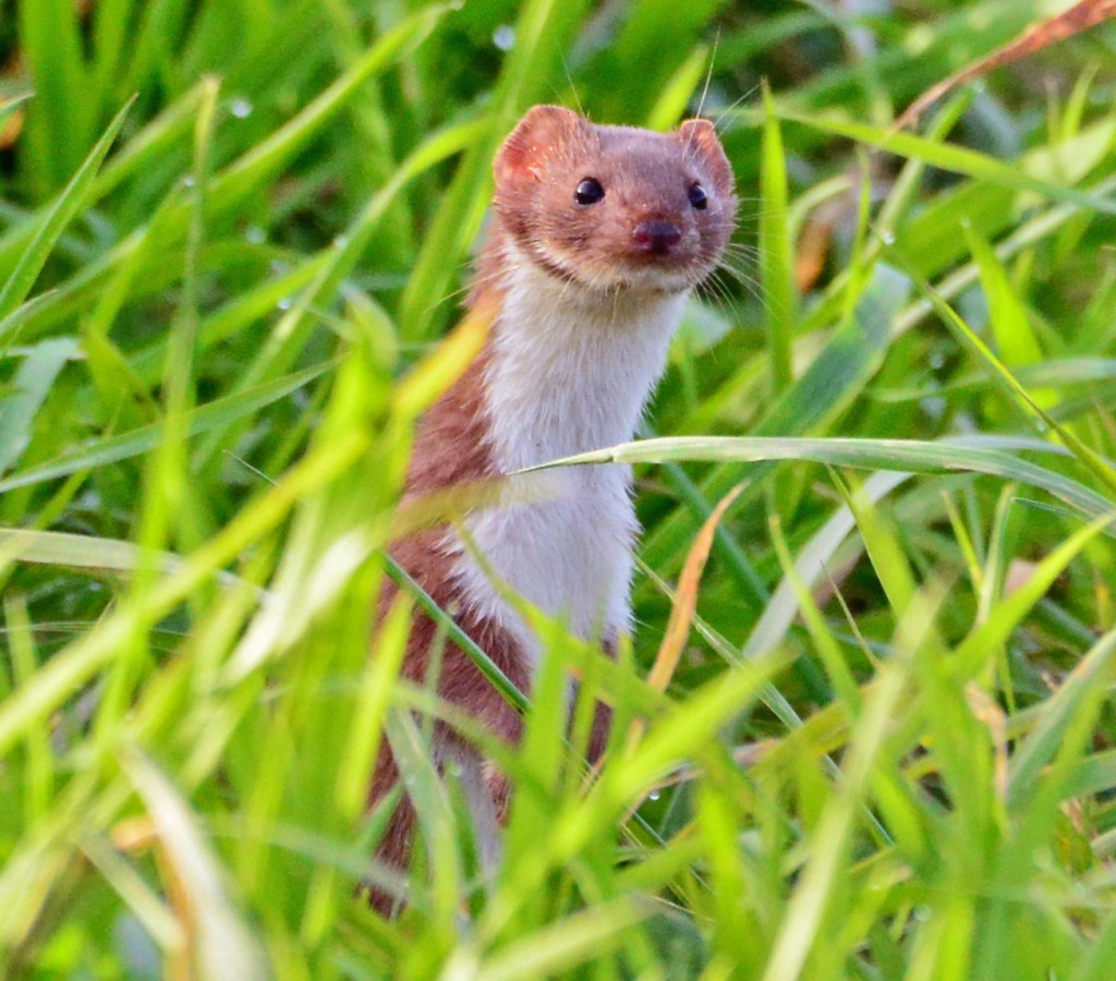 Weasel, Kildavannan 28.10.16 © John Williams