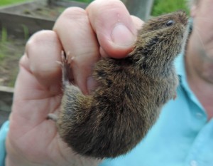 Field Vole, Bute Produce, Rothesay 30.7.16 - captured as part of a new monitoring study © Ron Forrester