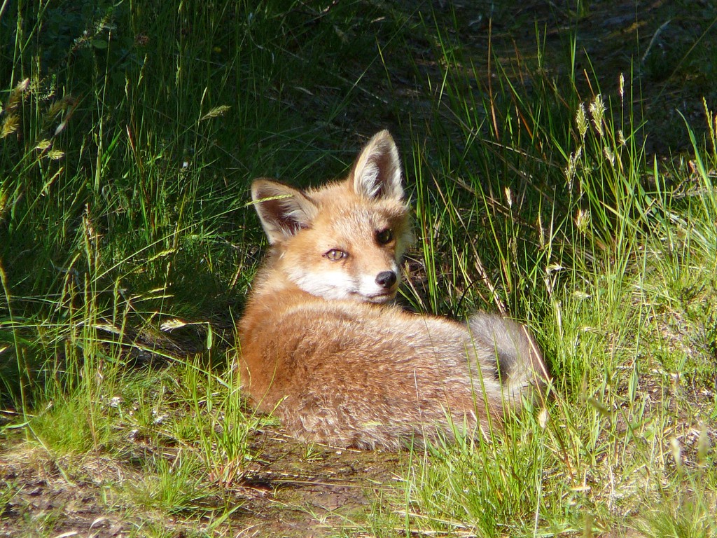 Fox, Rhubodach Forest, Bute 11th June 2006 © Graham Clark