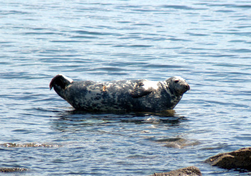 Grey Seal, Scalpsie Bay 18.5.08 © Billy Shields
