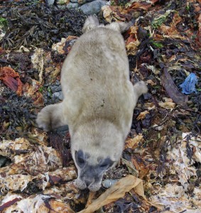 Grey Seal, pup, Scalpsie Bay 25.5.09 © Billy Shields