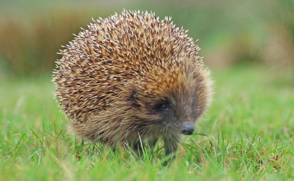 Hedgehog, out for a walk, Stable Cottage, Mount Stuart 29.4.10 © Billy Shields