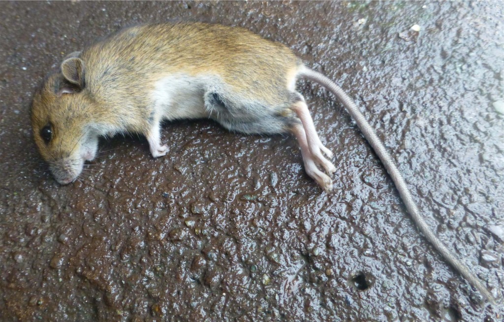 House Mouse, dead, Ballochgoy, Rothesay 18th December 2013 © Norrie Mulholland