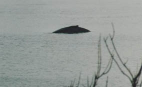 Humpback Whale, off Ascog 1995 © Anne Speirs