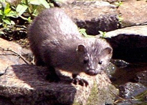 Mink, Loch Fad, Bute 31st July 2005 © Norrie Mulholland