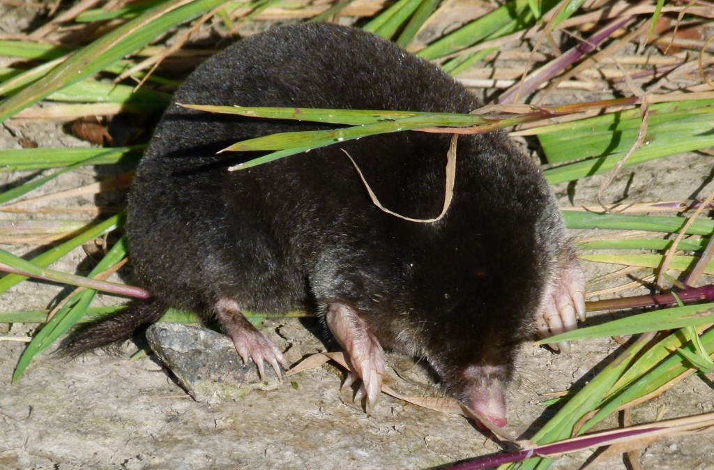 Mole, The Straad 6.9.14 © Norrie Mulholland
