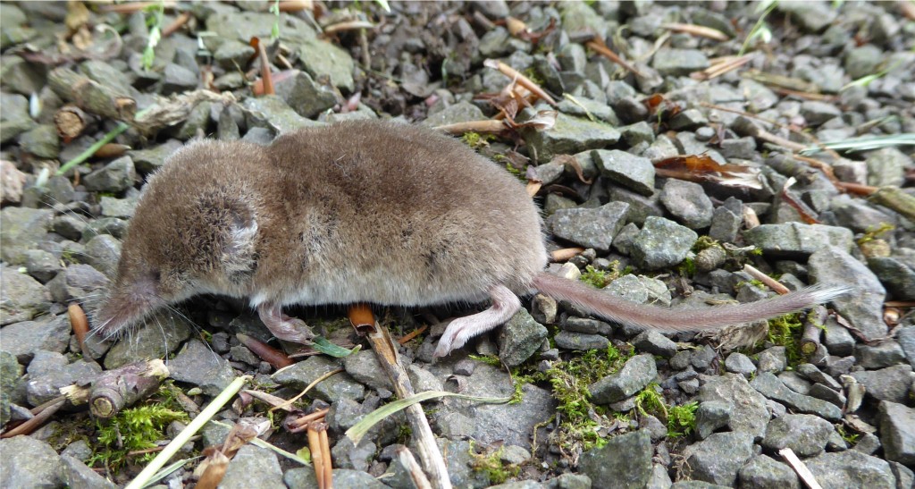 Pygmy Shrew, St Colmac 11.7.14 © Norrie Mulholland