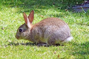 Rabbit, Rothesay, summer 2012 © Norrie Mulholland