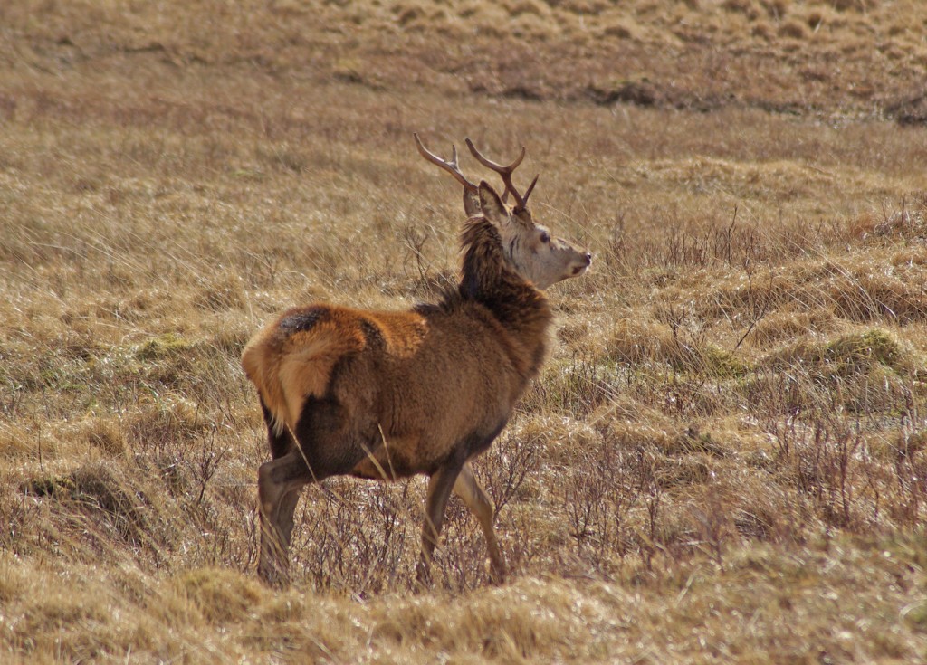 Red Deer, stag, Scoulag Moor 18.3.12 © Billy Shields