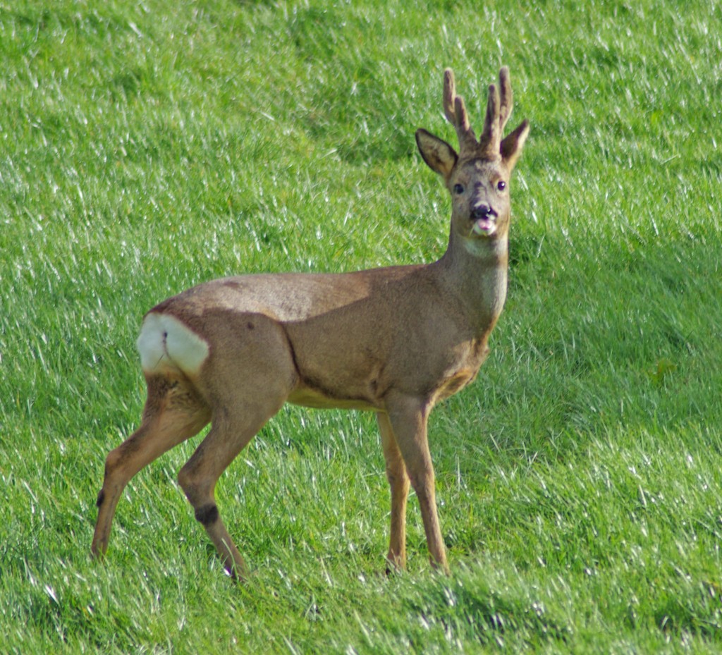 Roe Deer, buck, Mount Stuart grounds 23.3.09 © Billy Shields