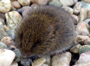 Field Vole (Short-tailed Vole), Scalpsie 25th September 2013 © Norrie Mulholland