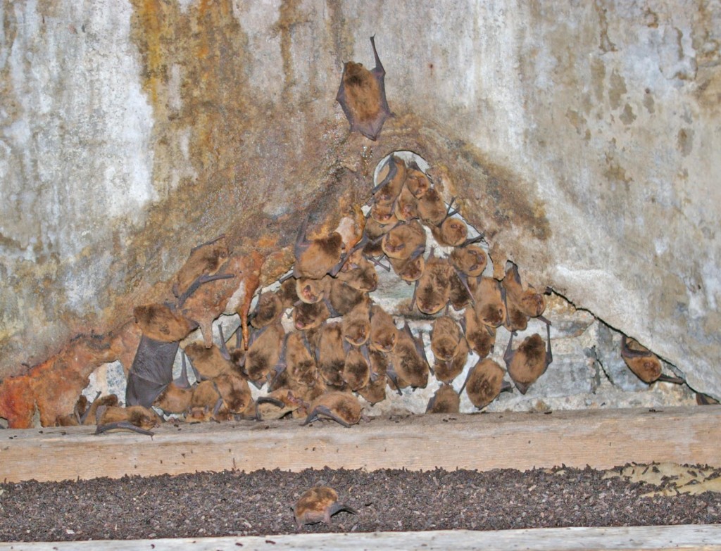 Soprano Pipistrelles, in farmhouse, near Kingarth 2.6.07 © Billy Shields
