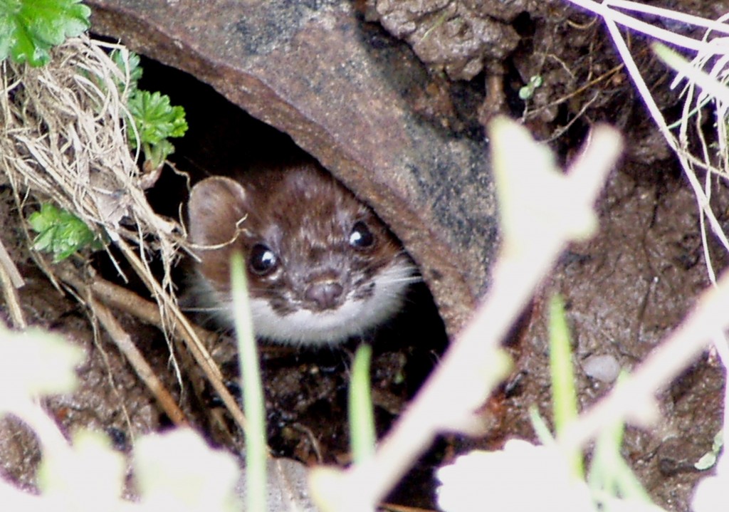 Stoat, Ascog 13.4.05 © Norrie Mulholland