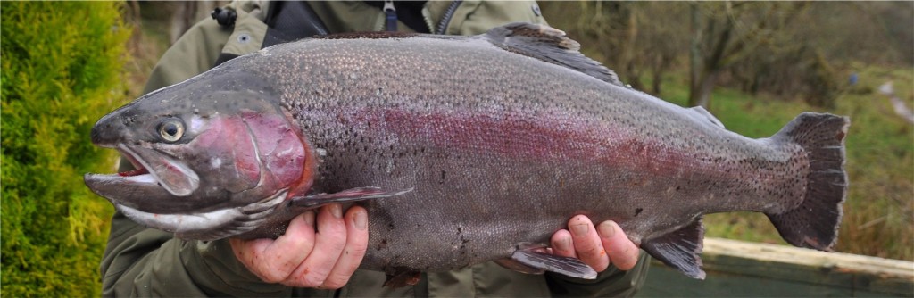 Rainbow Trout, Loch Fad 5th March 2011 © Norrie Mulholland