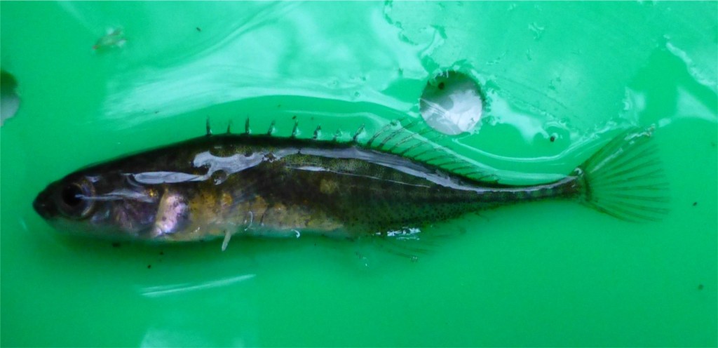 Ten-spined Stickleback, Greenan Burn 30th November 2013 © Norrie Mulholland