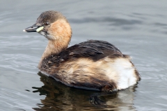 Water Birds