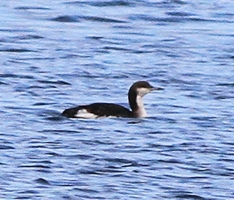 Black-throated Diver