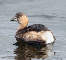 Little Grebe