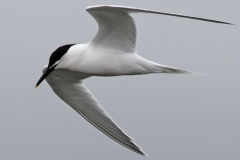 Gulls and Terns