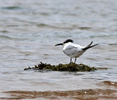 Sandwich Tern