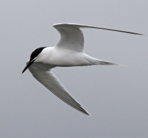 Sandwich Tern