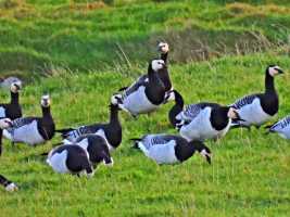 Barnacle-Geese