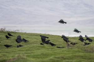 Choughs