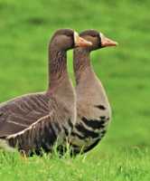 Greenland-White-fronted-Geese