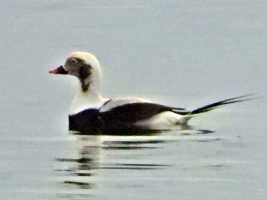 Long-tailed-Duck