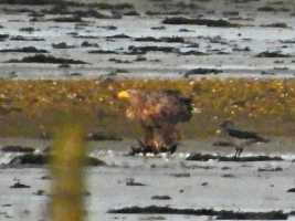 distant-White-tailed-Sea-Eagle-2
