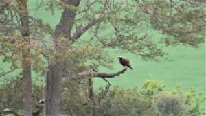 2022-06-09-Loch-of-Kinnordy-female-marsh-harrier-169