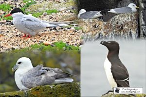 Arctic-Tern-Kittiwakes-Fulmar-and-Razorbill