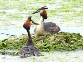Great-crested-Grebe