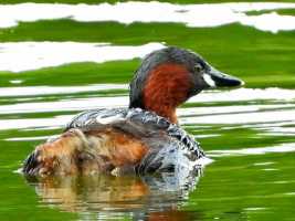 Little-Grebe-0