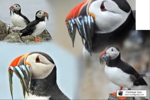 Puffins