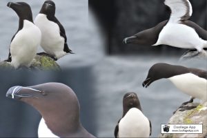 Razorbills-Isle-of-May
