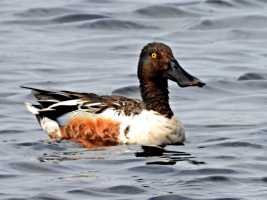 Shoveler