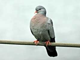Stock-Dove