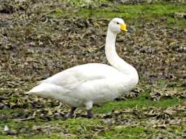 Whooper-Swan