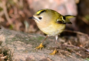 Goldcrest JW
