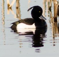 Tufted Duck, Kirk Dam