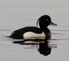 Tufted Duck, Kirk Dam