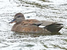 Gadwall